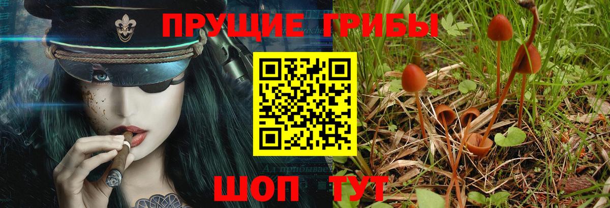 Галлюциногенные грибы Psilocybe  Галлюциногенные грибы мицелий  Аксай  Вход с VPN 